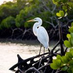 Keren, Wisata Hutan Mangrove Bak Amazonnya Pasuruan