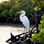 Keren, Wisata Hutan Mangrove Bak Amazonnya Pasuruan