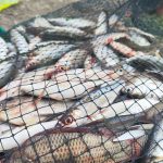 Bintingan Menjadi Spot Mancing Favorit di Pasuruan